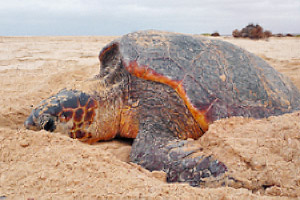 Bild: Nistende Unechte Karettschildkröte auf Boavista