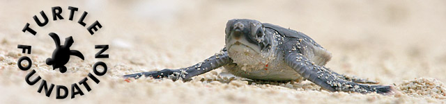 Bild: Logo Turtle Foundation