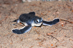 05_Green Turtle_Chelonia mydas_Adhith Swaminathan Datenerhebung einer getöteten Unechten Karettschildkröte am Strand