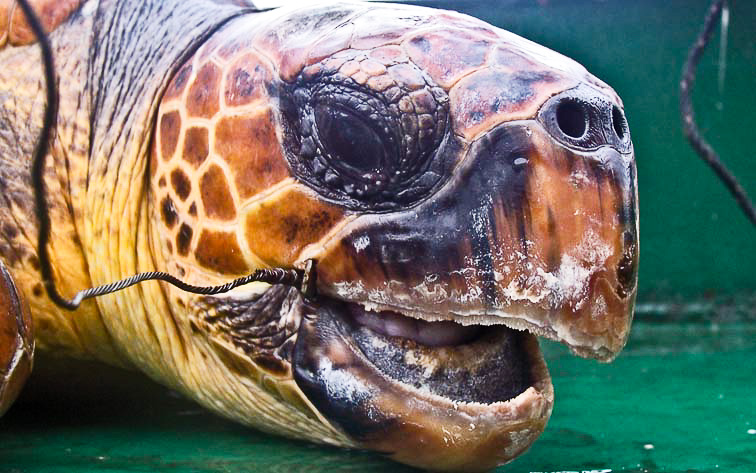 Loggerhead turtle bycatch victim