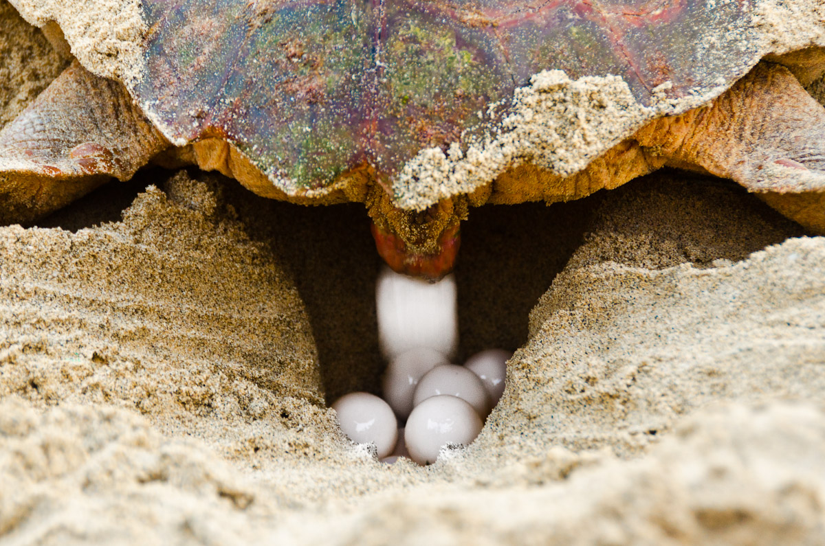 Egg laying of a loggerhead turtle, Boavista