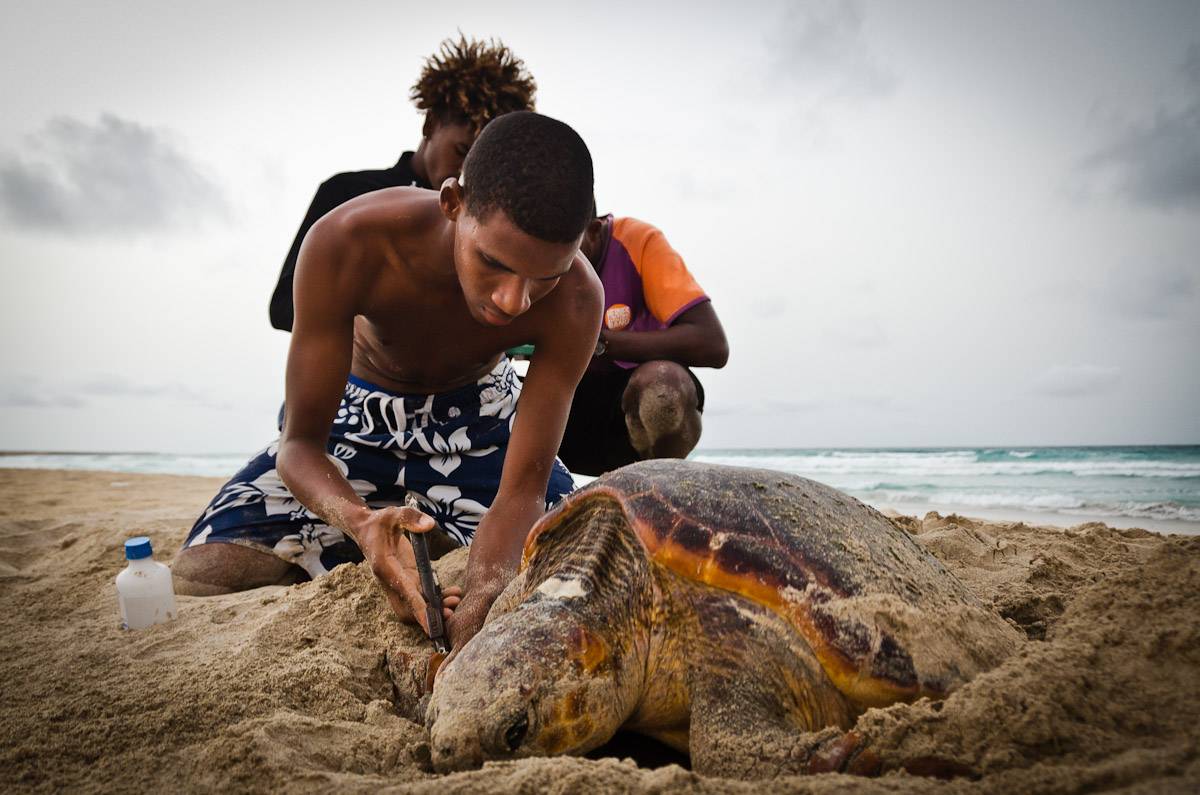Tagging of a loggerhead sea turtle on Boavista, Cape Verde