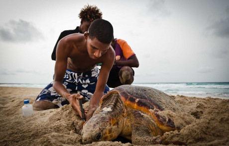 Voluntäre und eine nistende Meeresschildkröte auf den Kapverden