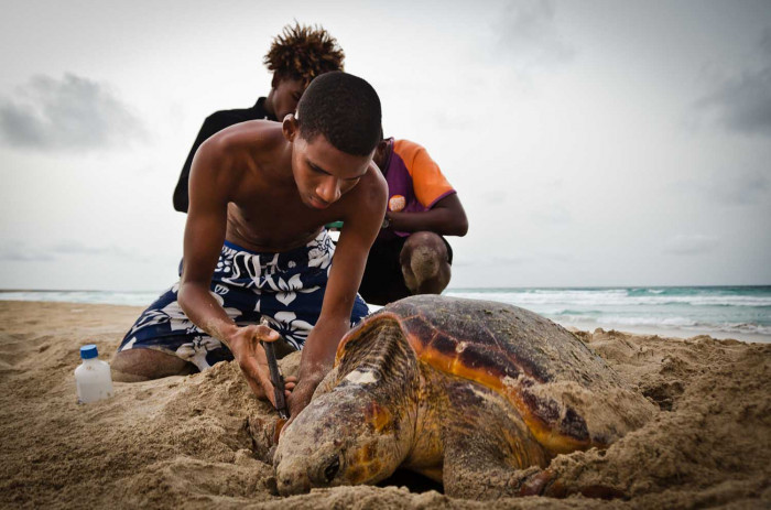 Markierung einer Unechten Karettschildkröte am Strand