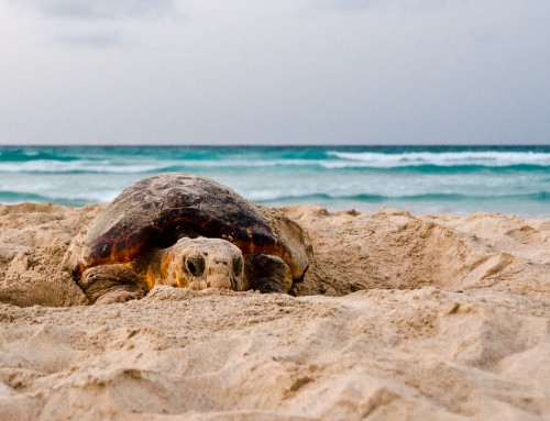 Warum es viel weniger Meeresschildkröten geben könnte, als bisher angenommen – und was das auch für unsere Arbeit bedeutet