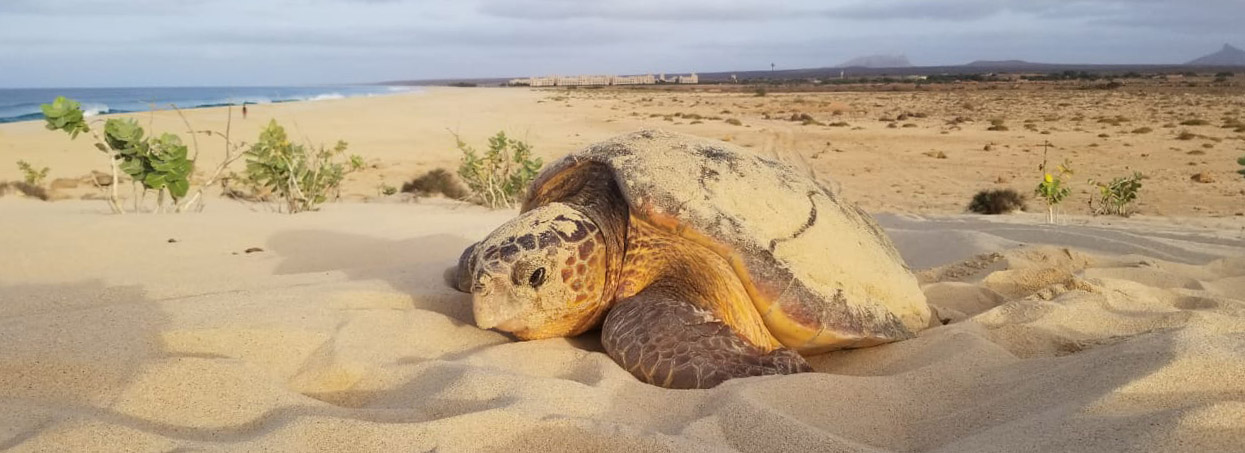 Killed sea turtle poaching Swimming course for children on Boa Vista
