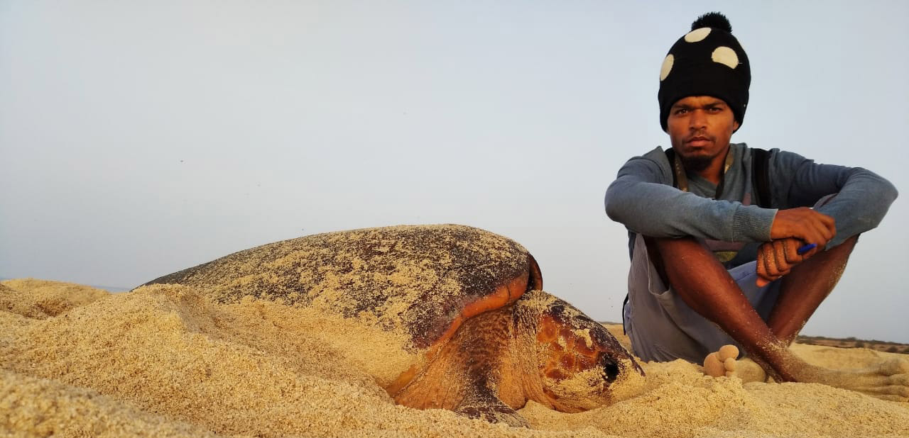 Ranger with Loggerhead sea turtle Ranger with Loggerhead sea turtle