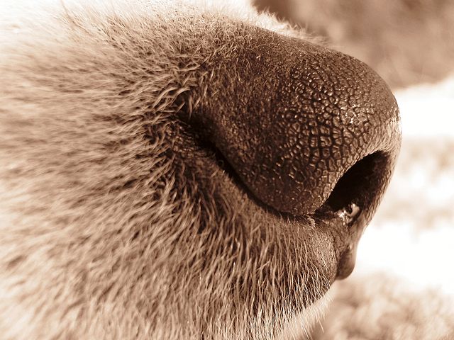 Dog nose. By Elucidate - Own work, CC BY 3.0, https://commons.wikimedia.org/w/index.php?curid=4991739