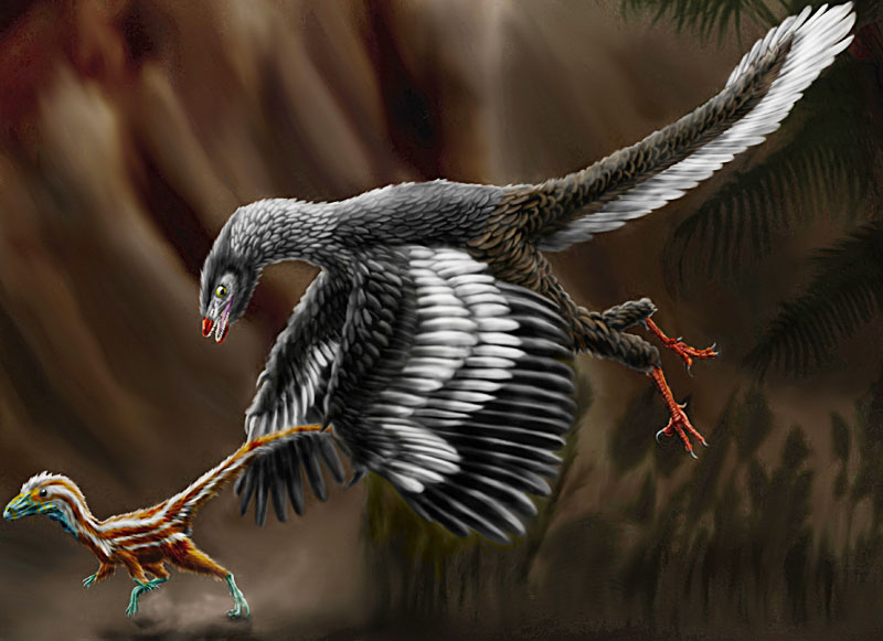 Archaeopteryx chasing a juvenile Compsognathus (Wikipedia)