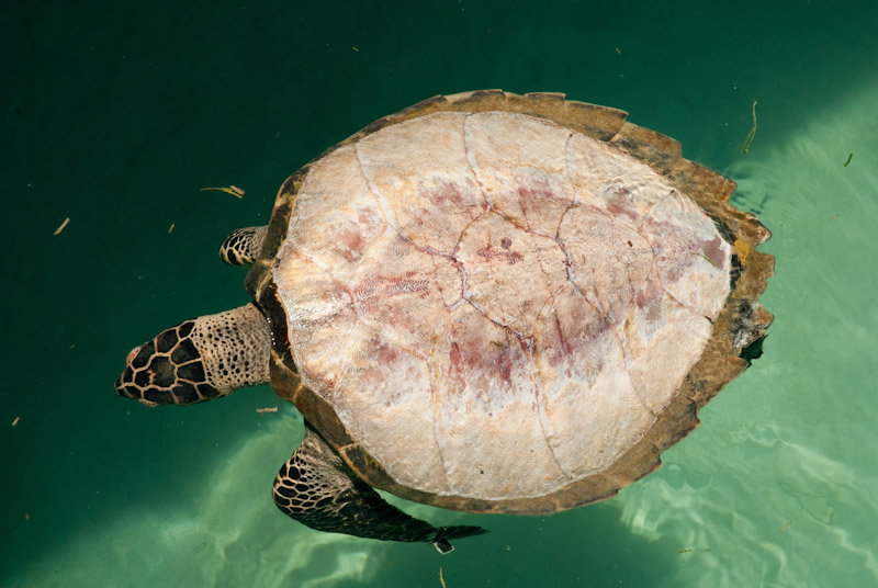 Dead, de-scaled hawksbill turtle floating in the sea; Berau, Indonesia