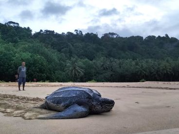 Bilder-Sumatra_website_01 Leatherback turtle at the beach Buggeisiata on Sipora