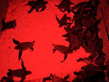 Bilder-Sumatra_website_02 Geschütztes Lederschildkrötennest in Hatchery kurz vor der Freilassung