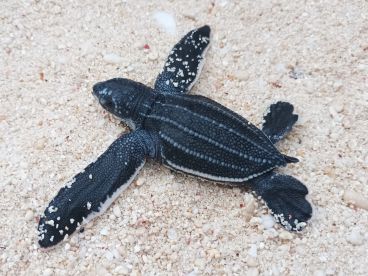 Bilder-Sumatra_website_04 Junge Lederschildkröte auf dem Weg ins Meer