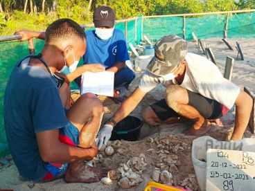 Bilder-Sumatra_website_05 Wissenschaftliche Erfassung der Nester in bewachter Brutstätte