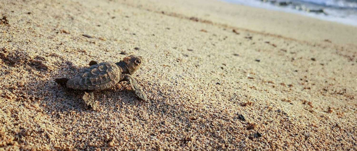 Donation Spenden Doar - Loggerhead turtle hatchling Caretta caretta