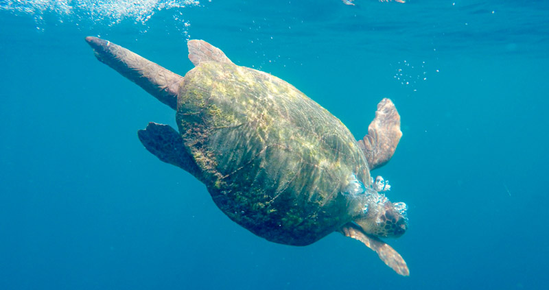 Caretta_Male_Report_2018 Caretta Male
