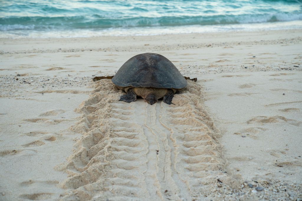 Unechte Karettschildkröte auf dem Weg ins Meer