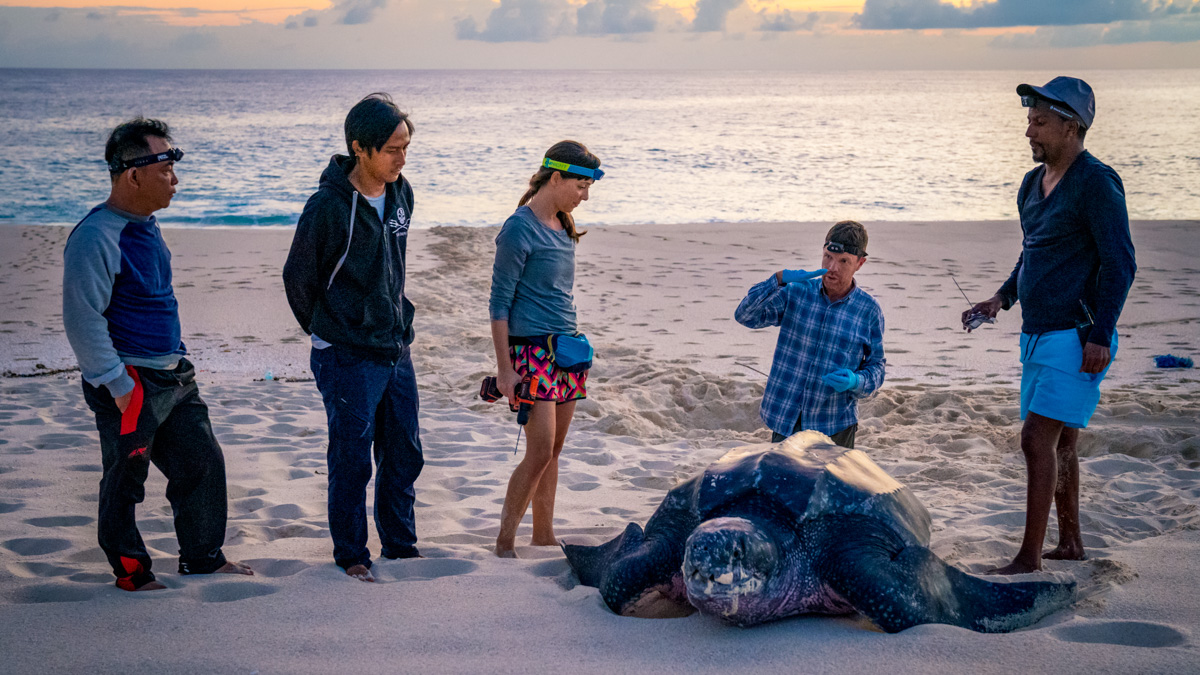 _DSC2966_enh Markierung einer Lederschildkröte auf Selaut Besar mit Satellitentransmitter