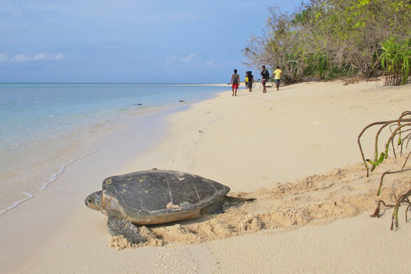 Green sea turtle returning to the sea after egg deposition