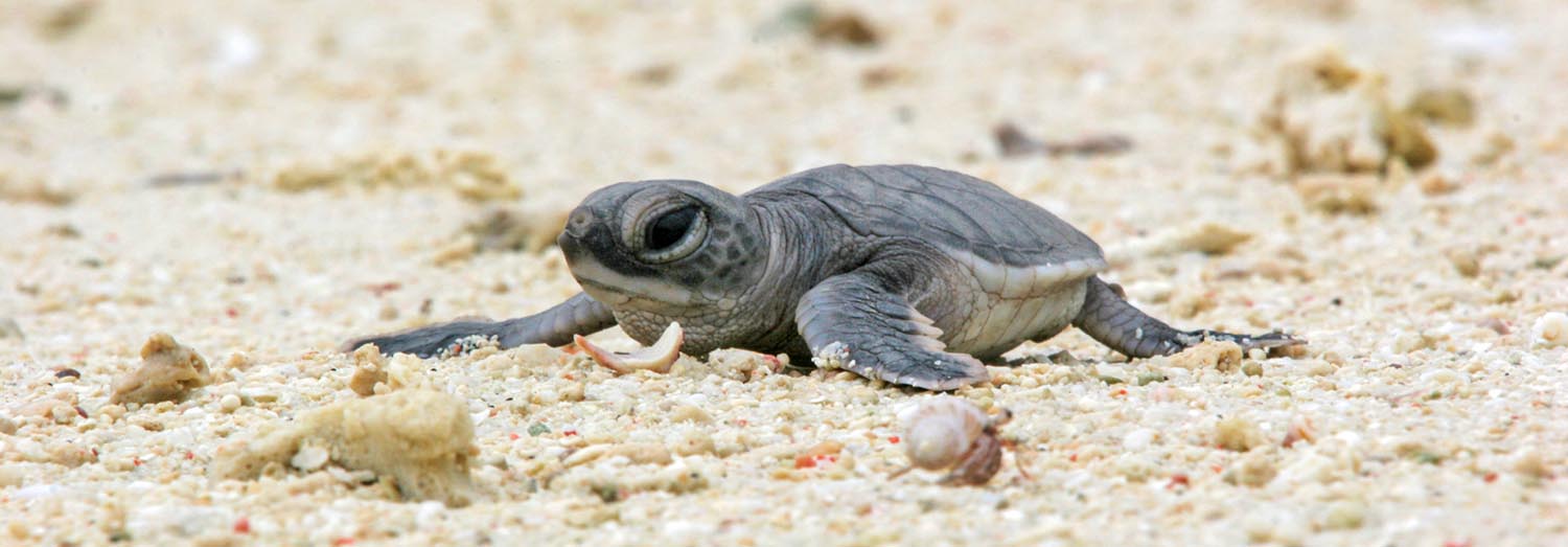 Loggerhead sea turtle hatchling Loggerhead sea turtle hatchling