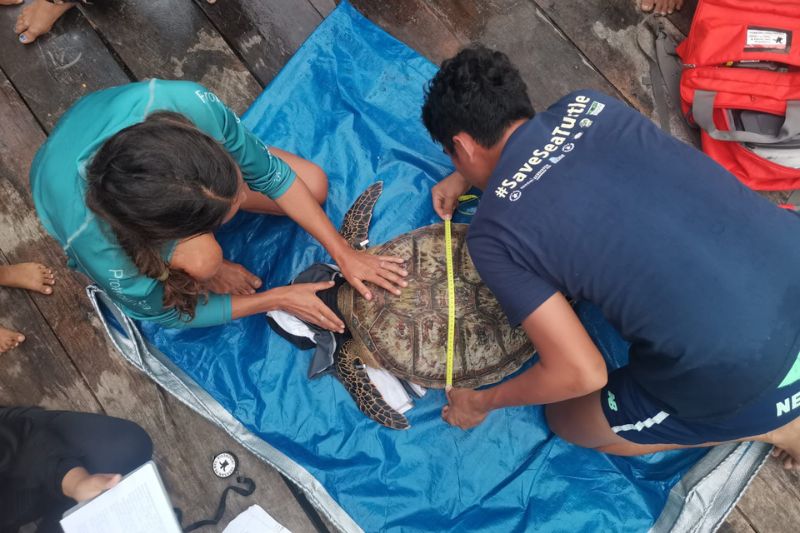 Erfassung-biometrische-Daten-grüne-Meeresschildkröte_IND_Banggai Collecting biometric data of a green sea turtle, Banggai, Indonesia