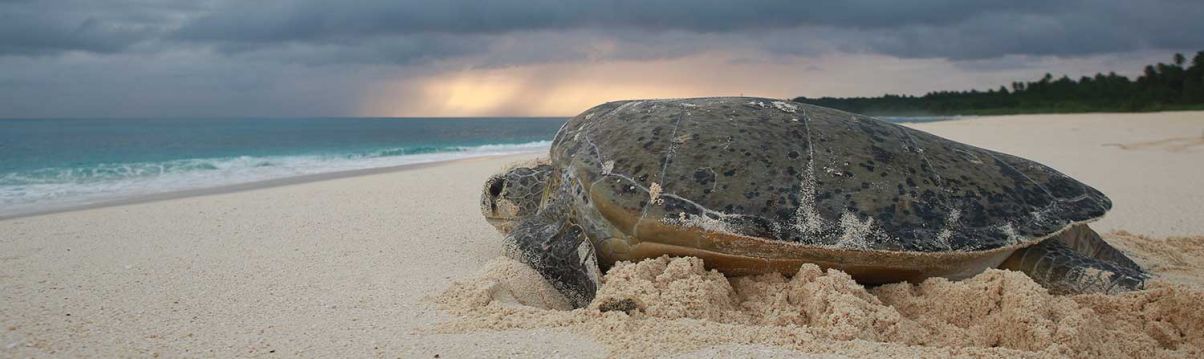 Grüne Meeresschildkröte am Strand