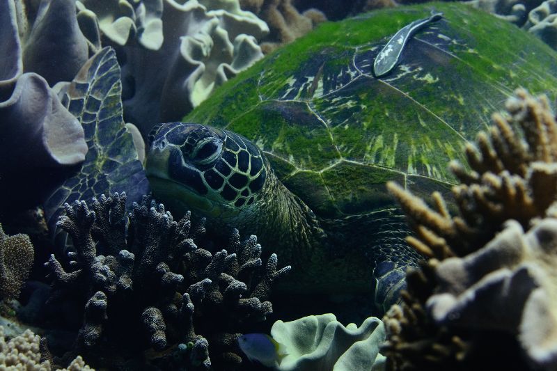 Grüne Meeresschildkröte unter Wasser in Indonesien
