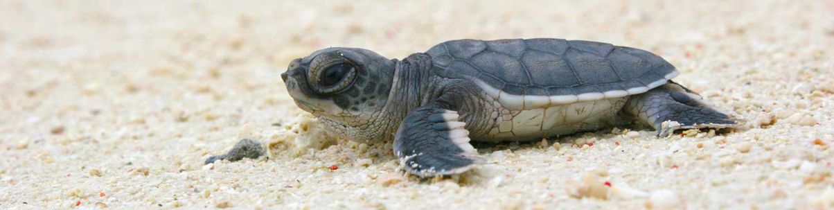 Sea turtles: species portraits | Turtle Foundation