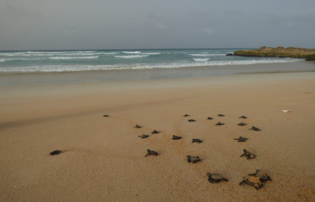 Schlüpflinge der Unechten Karettschildkröte an Boa Vistas Strand