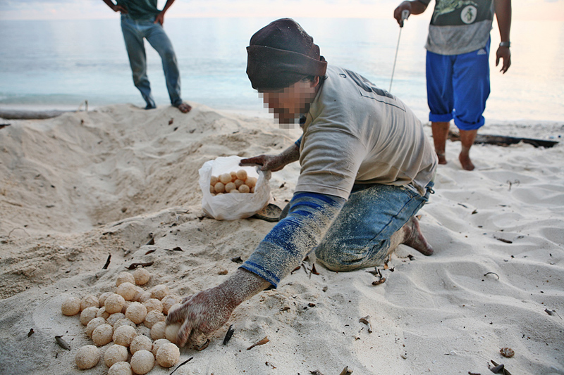 Egg collectors on Sangalaki, Indonesia