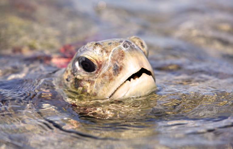 Schildkröten zeigten länger Zähne als gedacht – Turtle Foundation