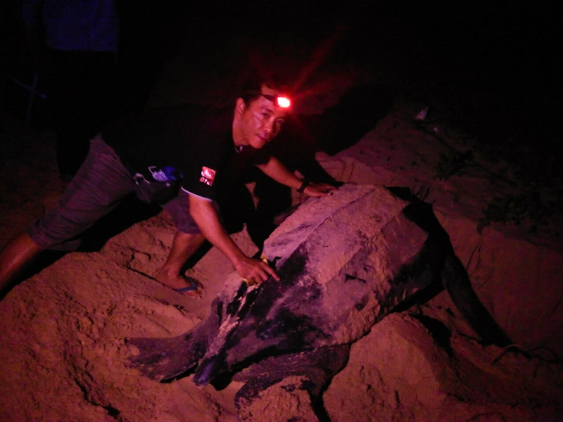 Ranger with nesting leatherback sea turtle, Sipora, Indonesia Hatchery for leatherback turtles; Sipora, Indonesia