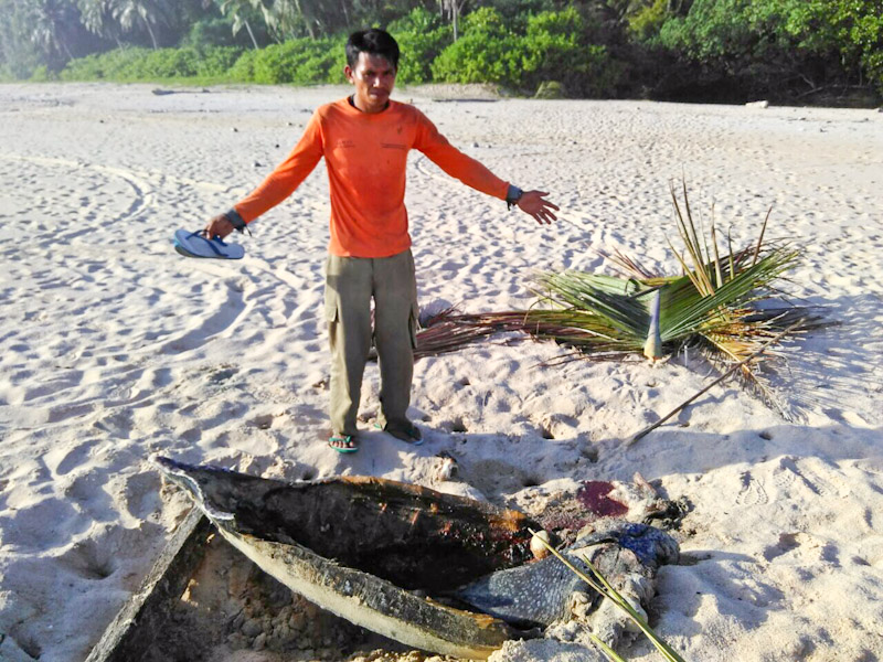 Ranger showing the shell of a poached leatherback sea turtle; Sipora, Indonesia Ranger showing the shell of a poached leatherback sea turtles, Sipora, Indonesia