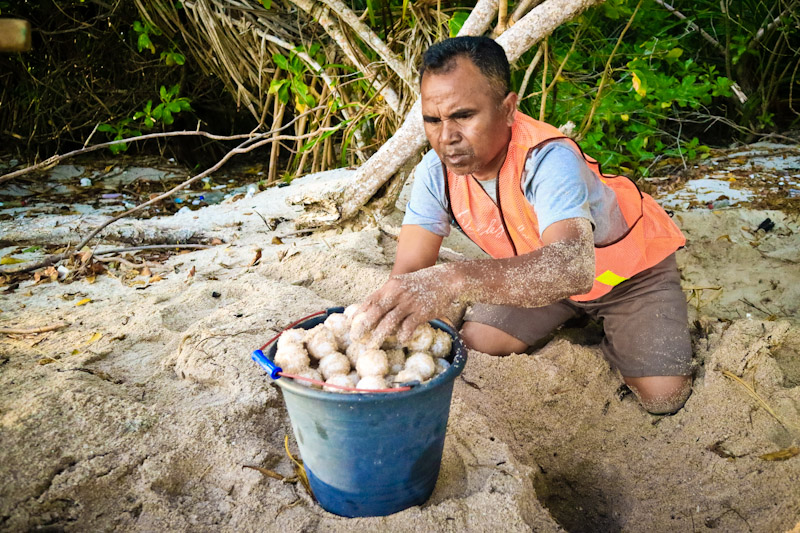 Ranger relocates endangered turtle nests on Belambangan