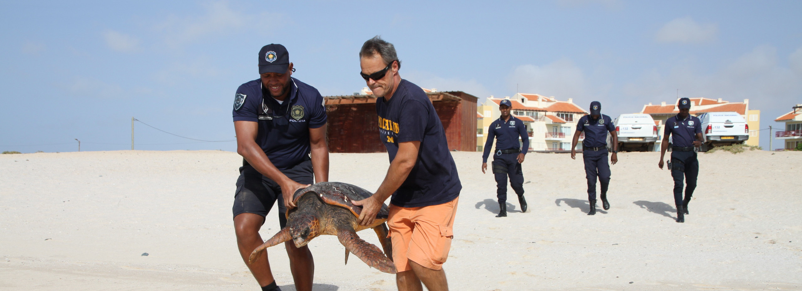 Eine gerettete Schildkröte wird ins Meer getragen