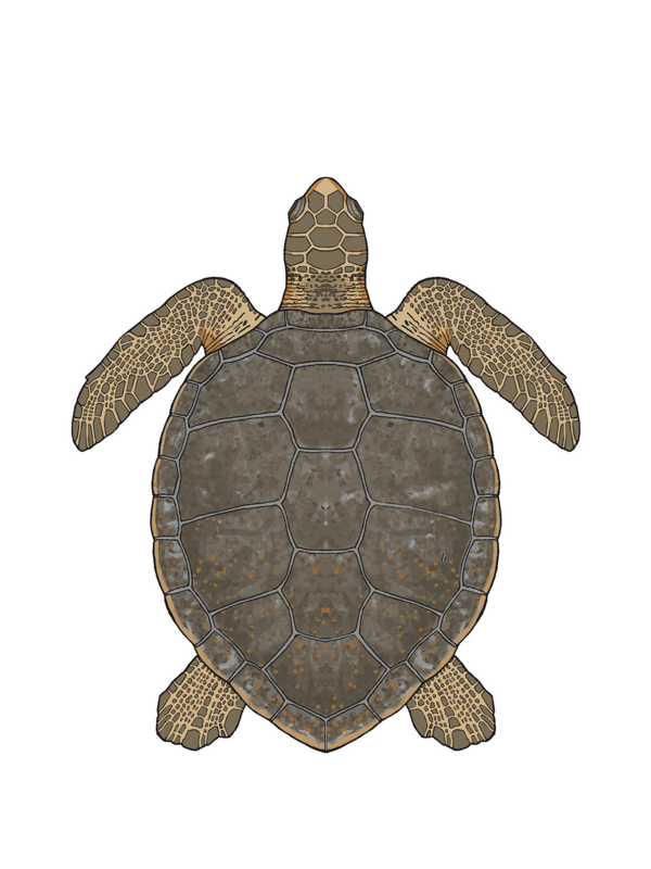 Flatback sea turtle (Illustration)