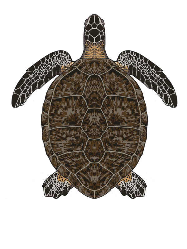 Grüne Meeresschildkröte (Illustration)