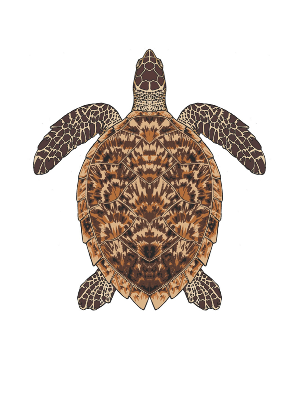 Hawksbill sea turtle (Illustration)
