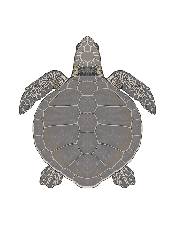Kemp's ridley sea turtle (Illustration)