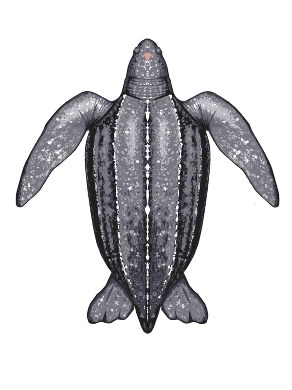 Leatherback turtle (Illustration)
