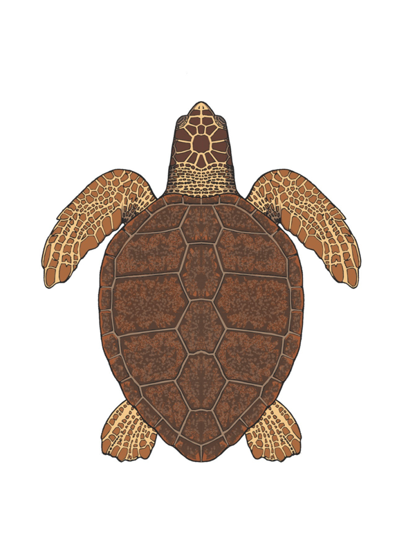 Loggerhead sea turtle (Illustration)