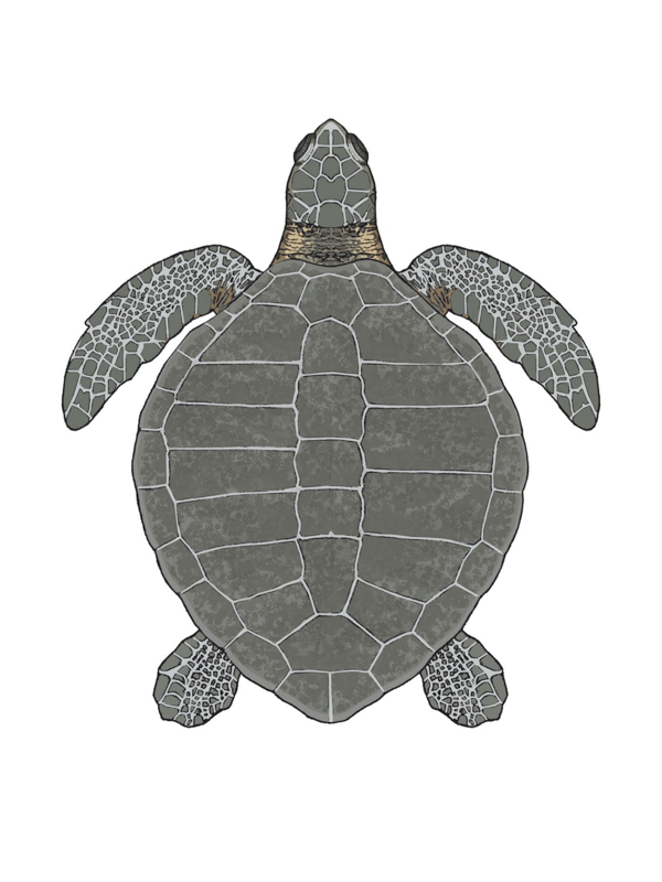 Olive ridley sea turtle (Illustration)