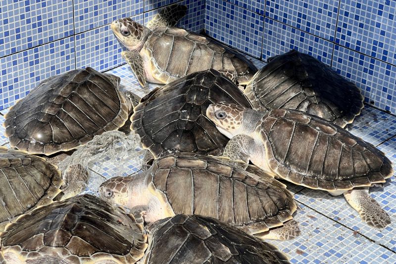 Juvenile_OliveRidley-Schildkröten_Aufzuchtstation_Sanur-Bali Juvenile Olive Ridley Sea Turtles in breeding centre in Sanur, Bali (Indonesia)