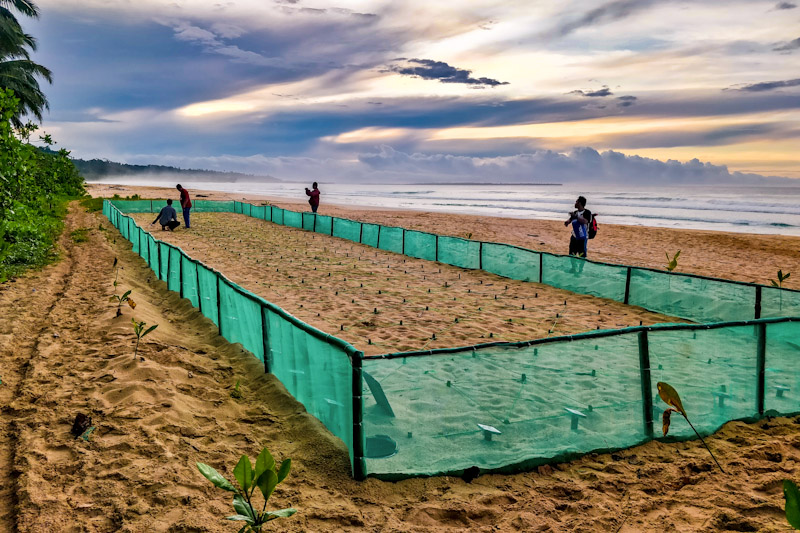 Hatchery for leatherback turtles; Sipora, Indonesia Hatchery for leatherback turtles; Sipora, Indonesia