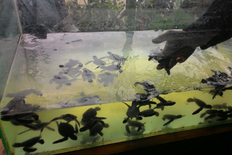 Meeresschildkröten-Schlüpflinge_in_Becken_Aufzuchtstation_Indonesien Sea turtle hatchlings in a dirty tank in an Indonesian breeding facility