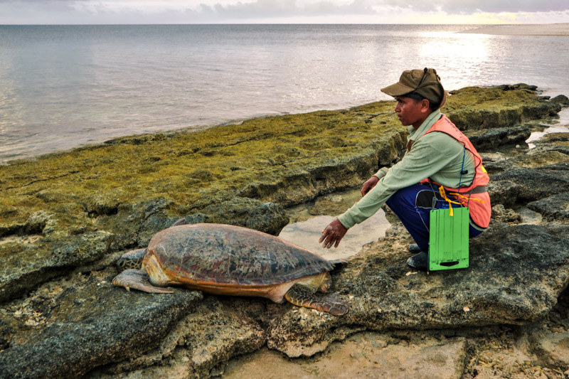 Ranger with green turtle returning to the sea on Belambangan
