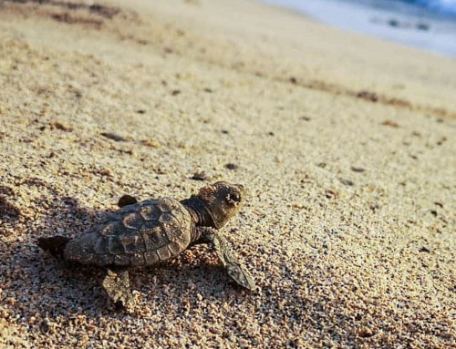 Newsletter September 2020: Sea turtle protection despite corona