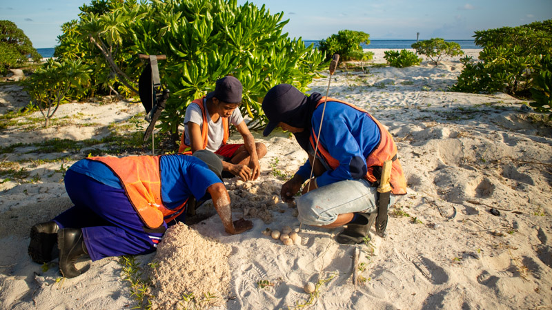Turtle Rangers on Belambangan island, East Borneo, Indonesia