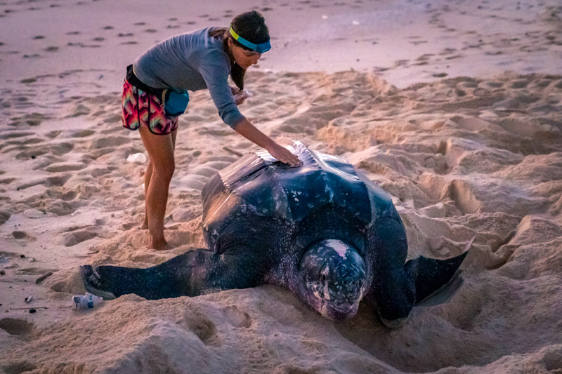 Leatherback sea turtle on Selaut Besar, West Sumatra, Indonesia