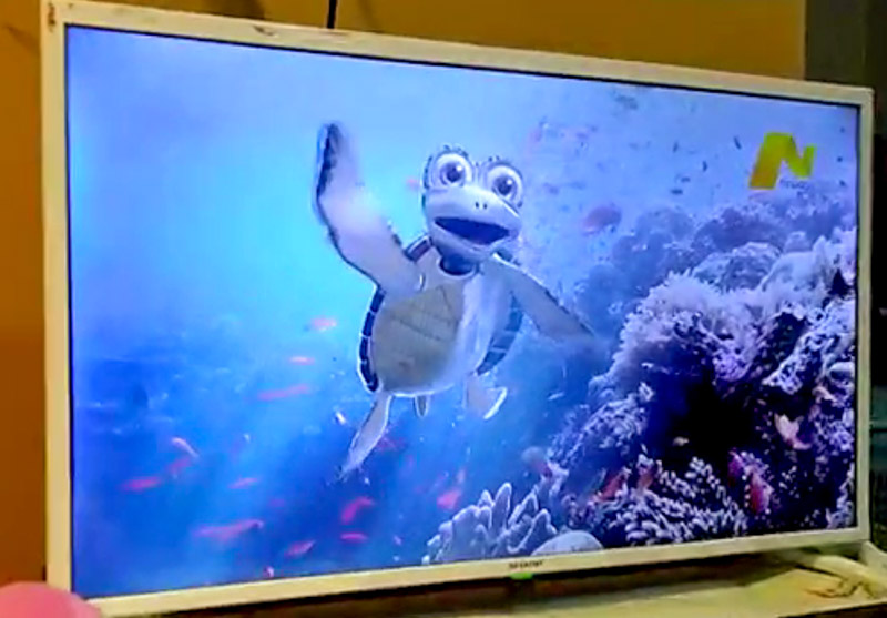 Turtle Foundation mascot Kimi speaks in TV spot against turtle shell trade in Indonesia